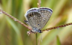 Hemiargus