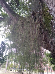 Rhipsalis baccifera