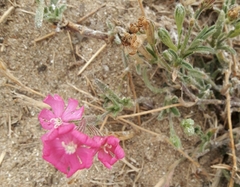 Silene littorea