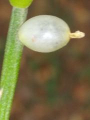 Rhipsalis baccifera