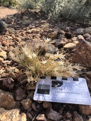 Dasyochloa