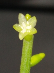 Rhipsalis baccifera