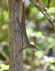 Anolis jubar oriens