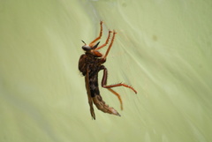 Asilus crabroniformis