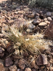 Dasyochloa