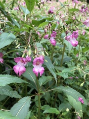 Impatiens glandulifera