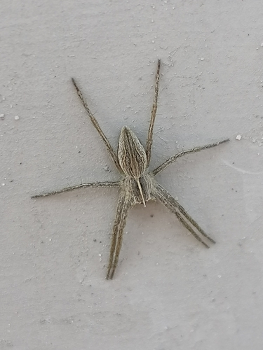 Nursery web spider