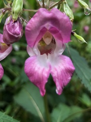 Impatiens glandulifera
