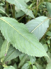 Impatiens glandulifera