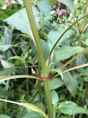 Impatiens glandulifera
