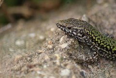 Podarcis muralis maculiventris