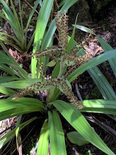 Astelia menziesiana observed 2025-03-12