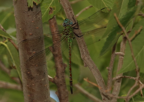 Blue-faced Darner photographed in New Mexico