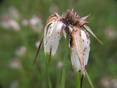 Rhynchospora colorata
