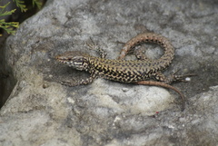 Podarcis muralis maculiventris
