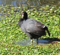 Fulica ardesiaca