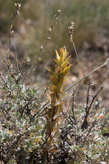 Castilleja flava
