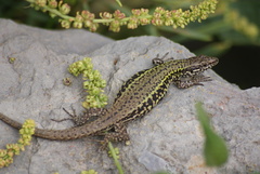 Podarcis muralis maculiventris