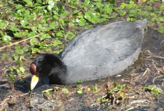 Fulica ardesiaca
