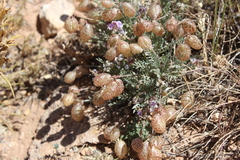 Astragalus jejunus