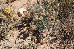 Astragalus jejunus