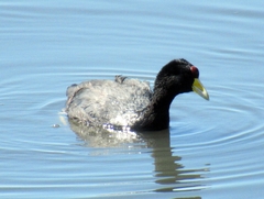 Fulica ardesiaca