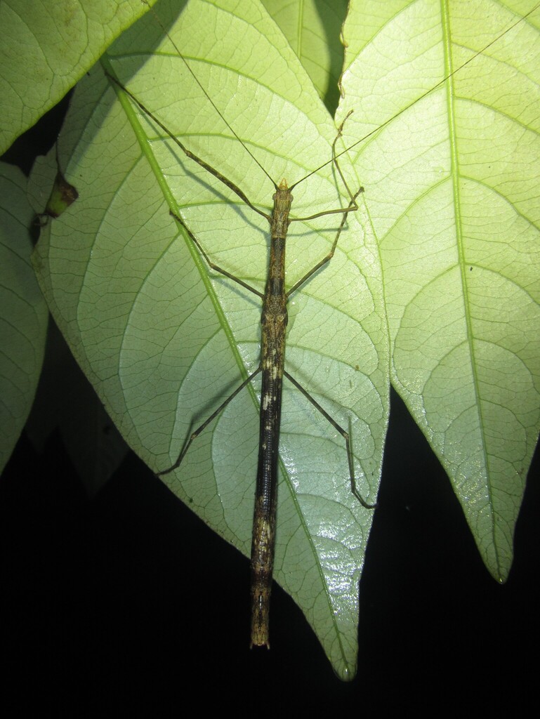 Sipyloidea brevicerci