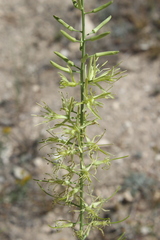Stanleya viridiflora