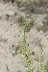 Stanleya viridiflora
