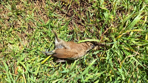 Lonchura punctulata observed 2025-03-12