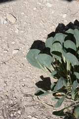 Stanleya viridiflora