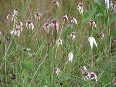 Rhynchospora colorata