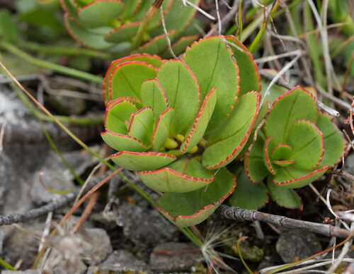 Image of Veronica lavaudiana by (c) William Harland, some rights reserved (CC BY)