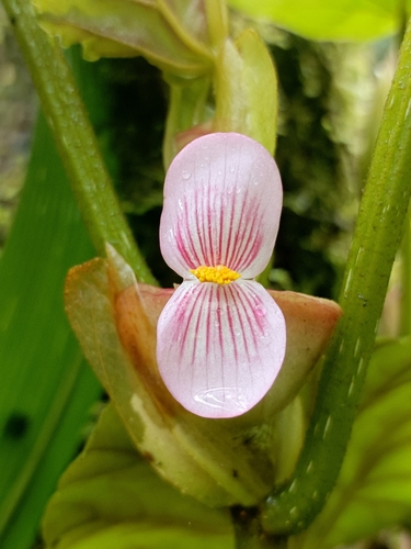 Begonia ampla