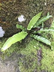 Asplenium scolopendrium