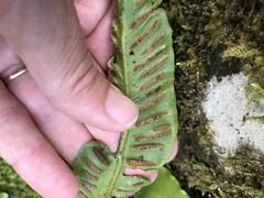 Asplenium scolopendrium