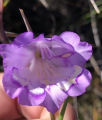 Gladiolus patersoniae