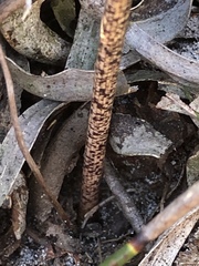 Gladiolus patersoniae