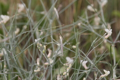 Astragalus convallarius