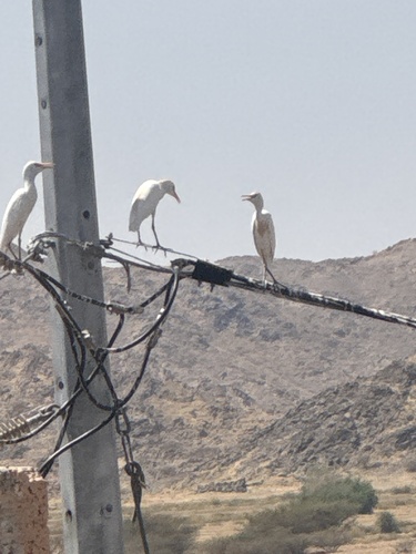 Western Cattle-Egret