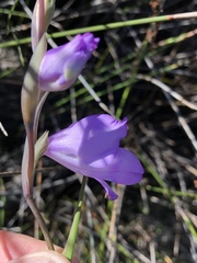 Gladiolus patersoniae