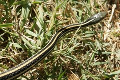 Thamnophis proximus orarius