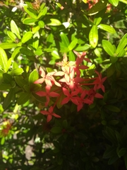 Ixora coccinea