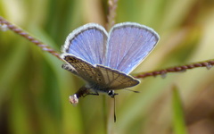 Hemiargus