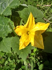 Cucurbita moschata
