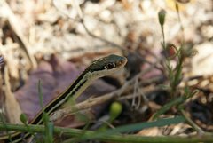 Thamnophis proximus orarius