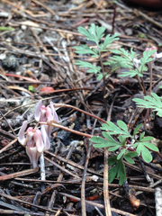 Dicentra uniflora