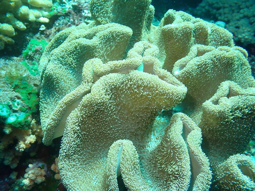 Sarcophyton observed 2025-03-14