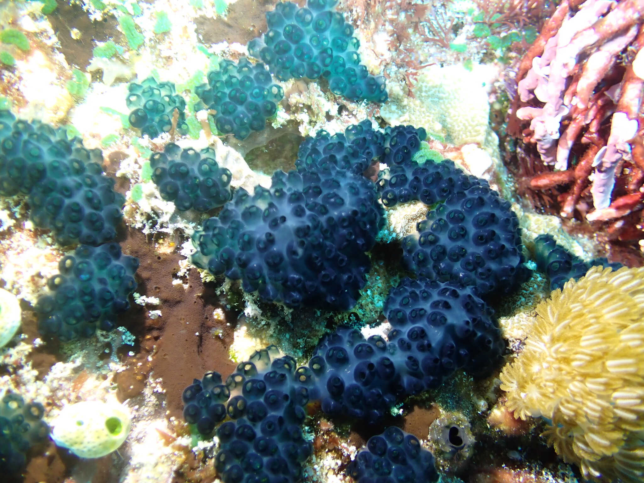 Sigillina signifera (Sluiter, 1909)