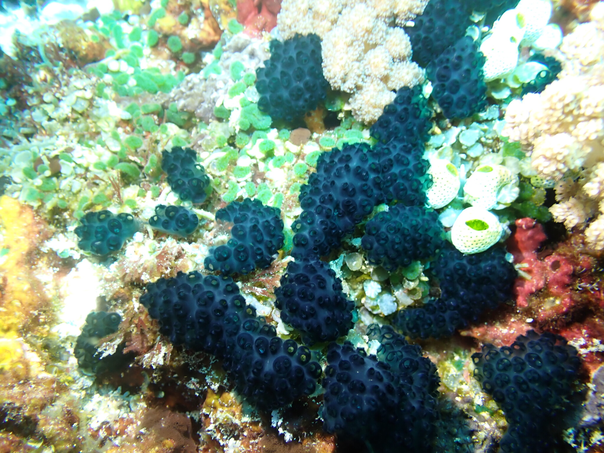 Sigillina signifera (Sluiter, 1909)